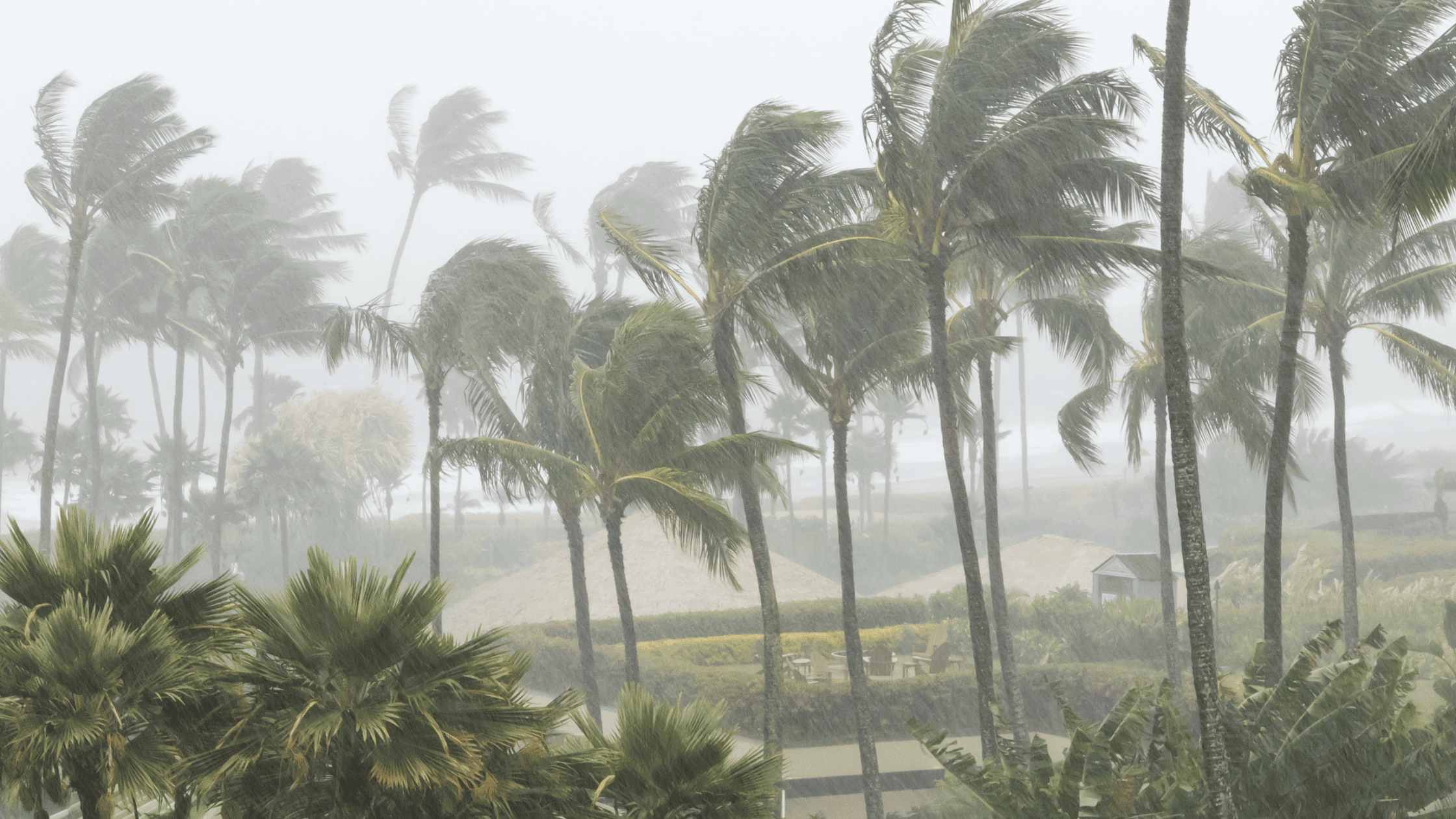 Photo of palm trees in heavy winds and rains.